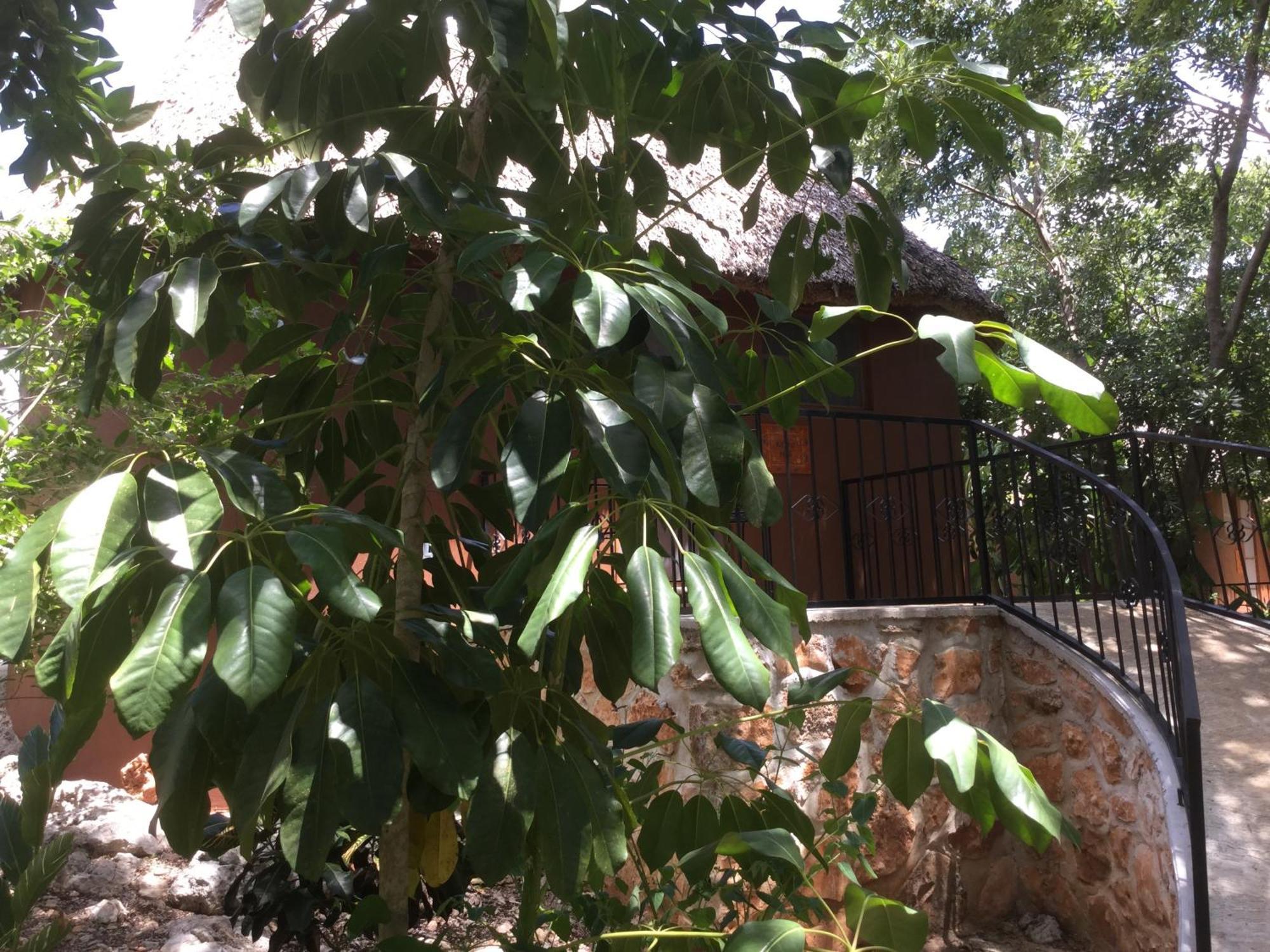 The Pickled Onion B&B And Restaurant Uxmal Santa Elena 部屋 写真