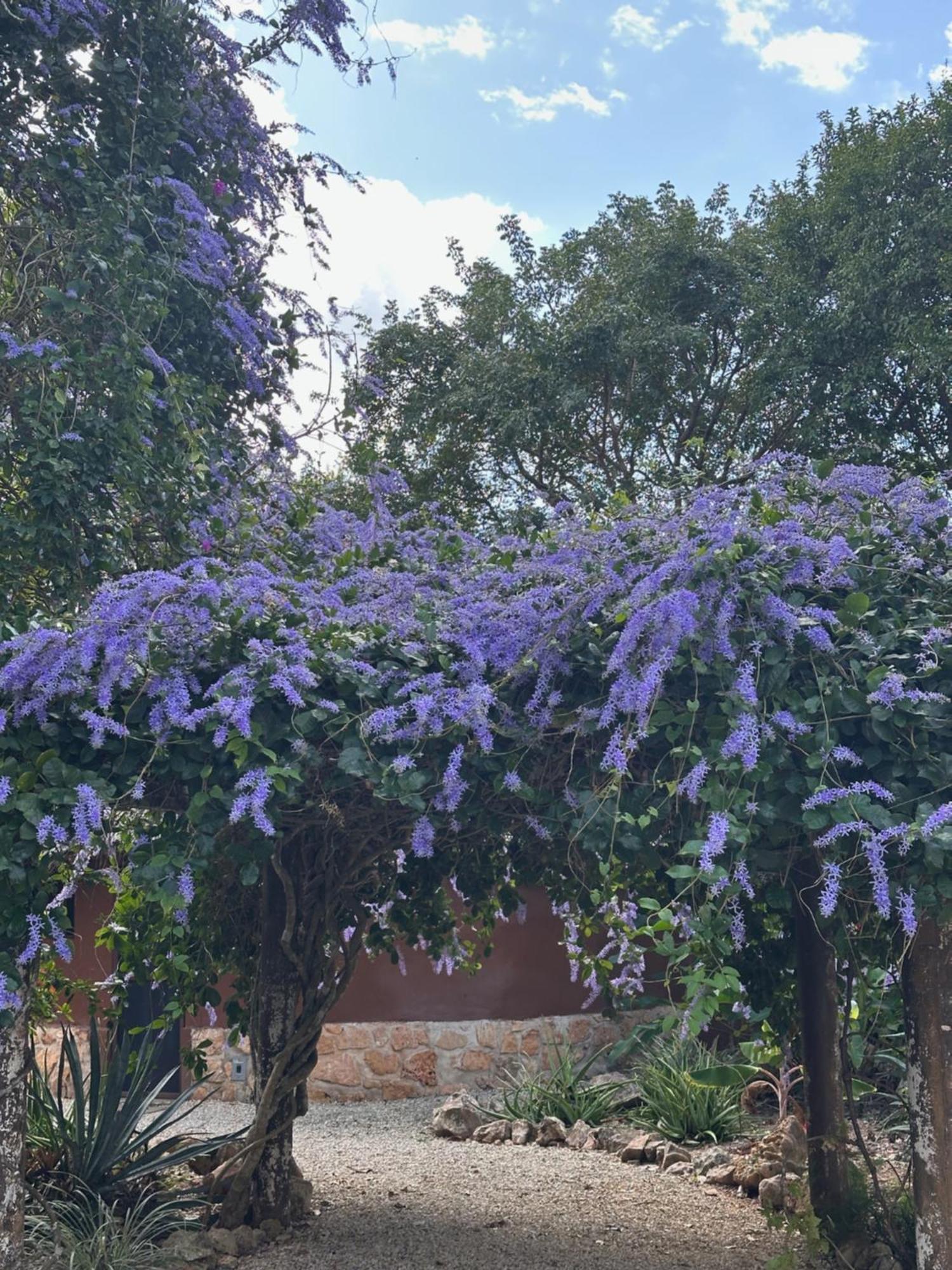 The Pickled Onion B&B And Restaurant Uxmal Santa Elena エクステリア 写真