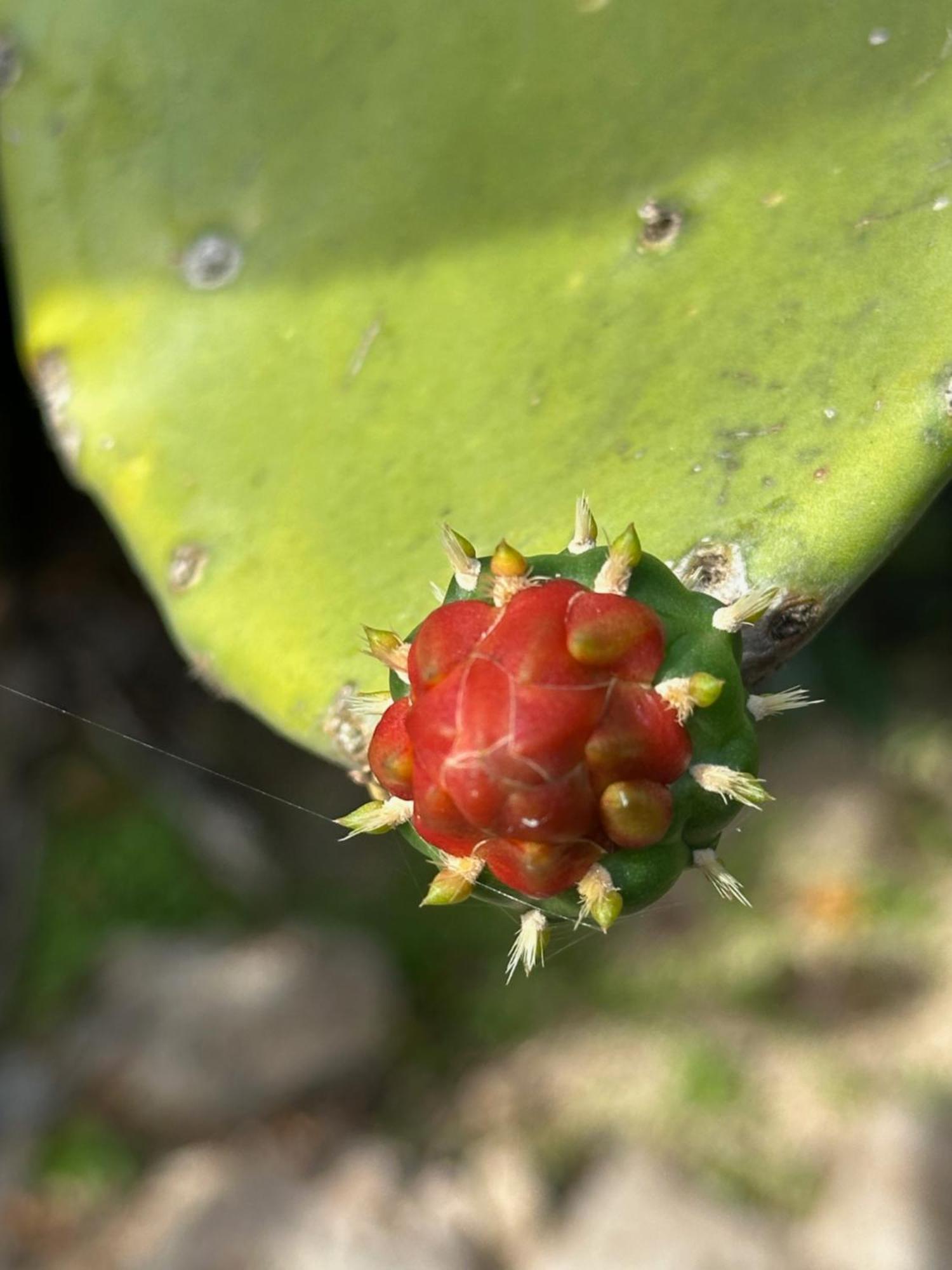 The Pickled Onion B&B And Restaurant Uxmal Santa Elena エクステリア 写真