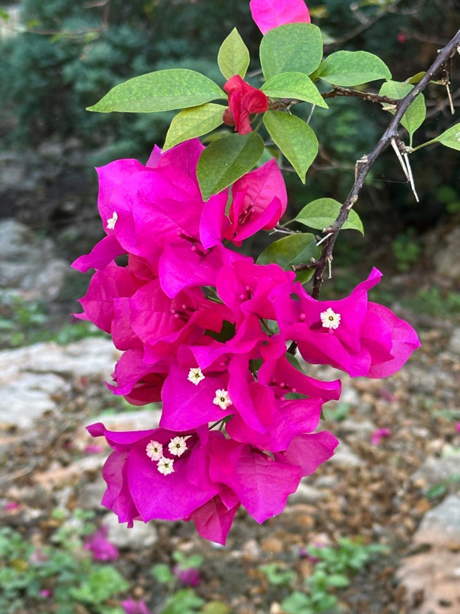 The Pickled Onion B&B And Restaurant Uxmal Santa Elena エクステリア 写真