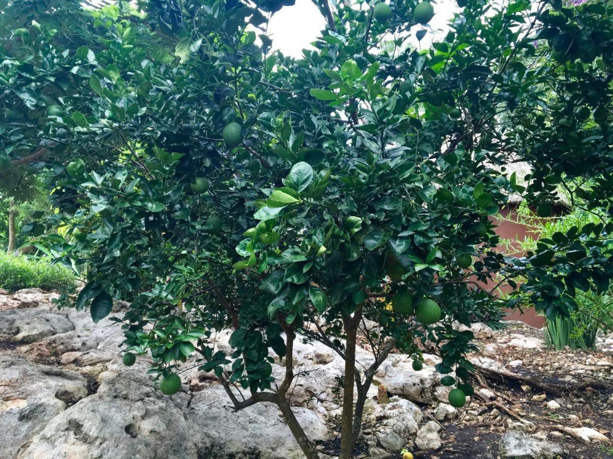 The Pickled Onion B&B And Restaurant Uxmal Santa Elena エクステリア 写真